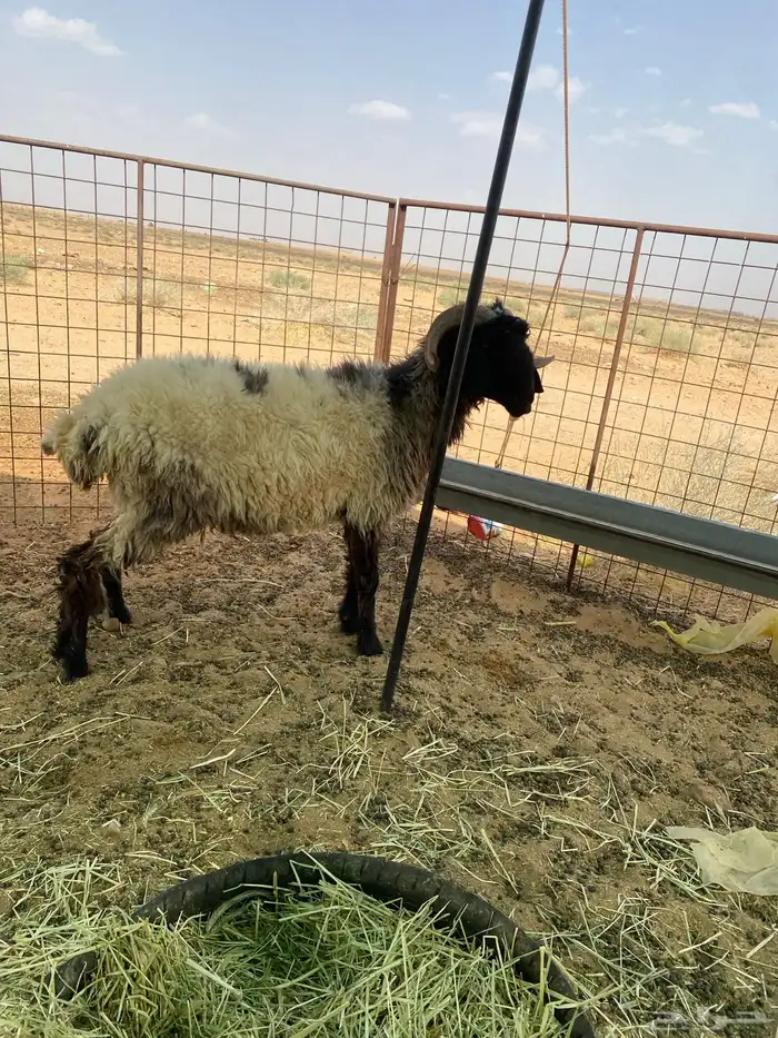 خروف فحل نعيمي 2