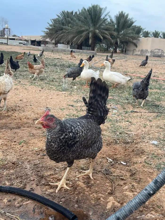 دجاج للبيع 7