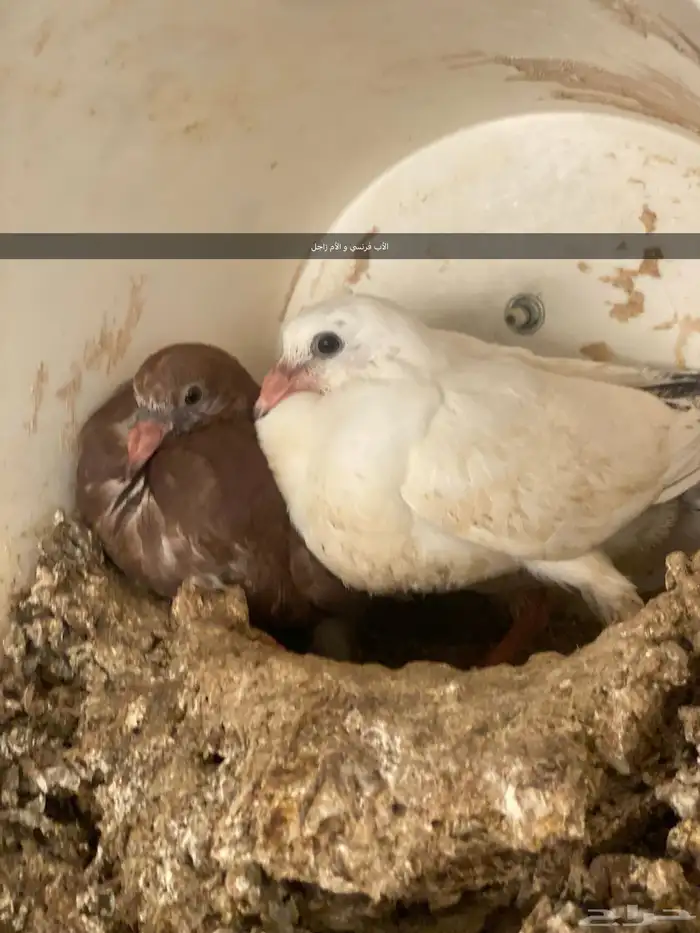 فراخ فرنسي و زاجل كريم وعادي 12