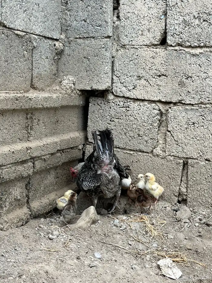 للبيع دجاجه تحتها صيصان 1