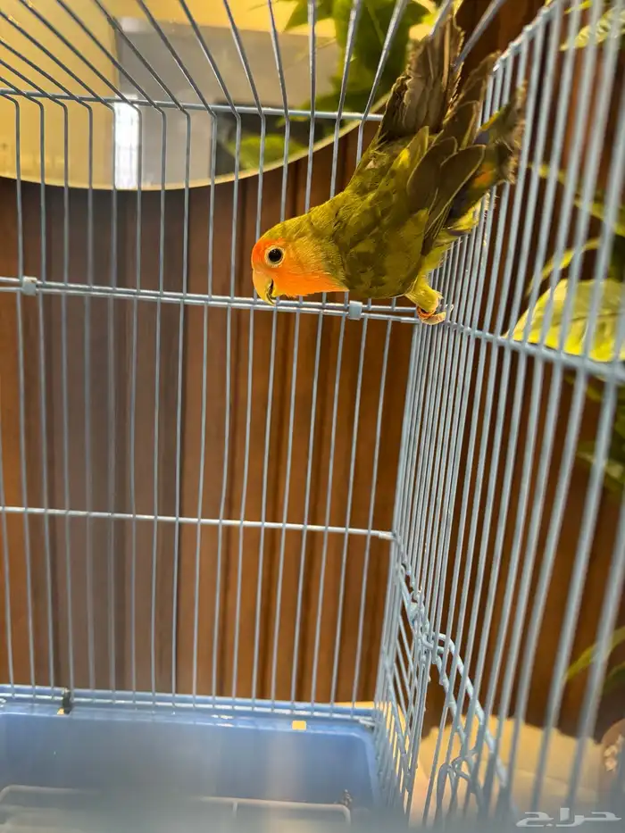 جوزين و ذكور 12