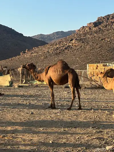 ناقه حايل طيبه 0
