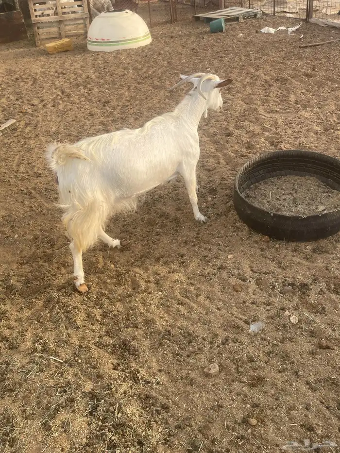 عنزشحم السن جامع 11