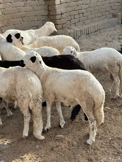 طليان سواكني 0