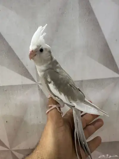 كروانات اليفه جداا 8