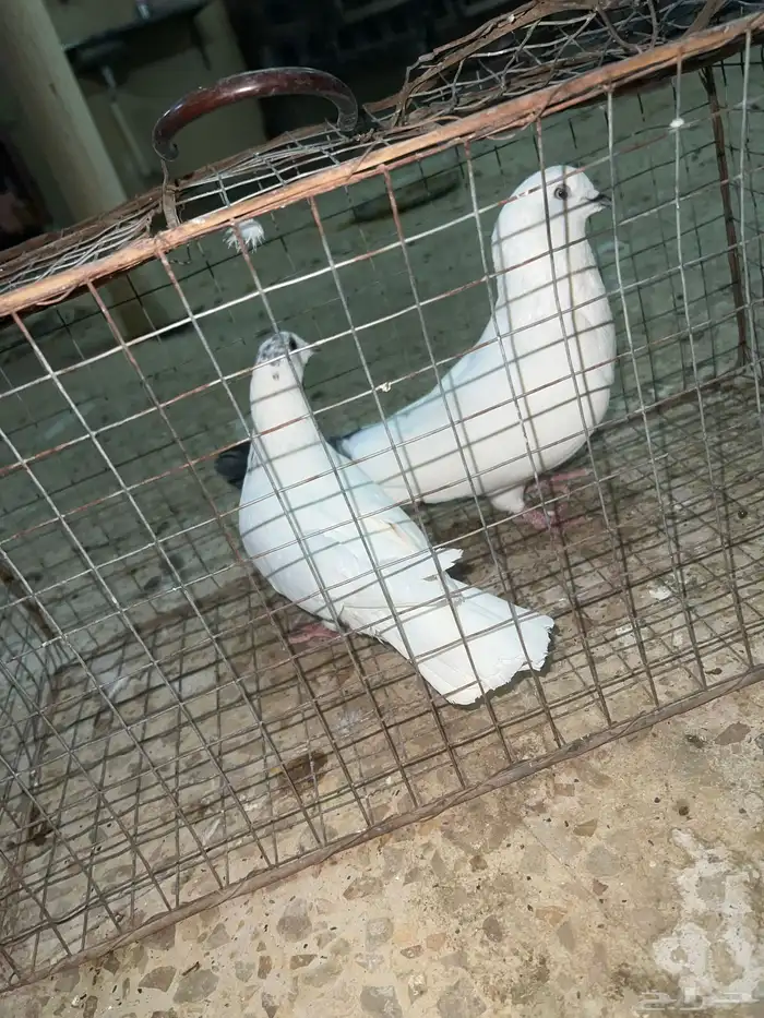حمام وحشي للبيع 2