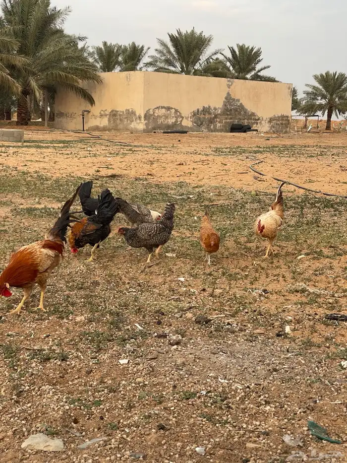 دجاج للبيع 13