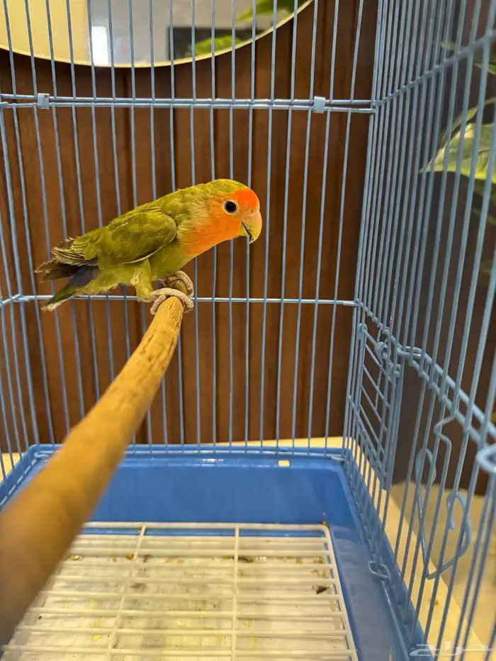 جوزين و ذكور 13