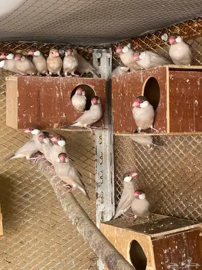 للبيع طيور الجاوء 2
