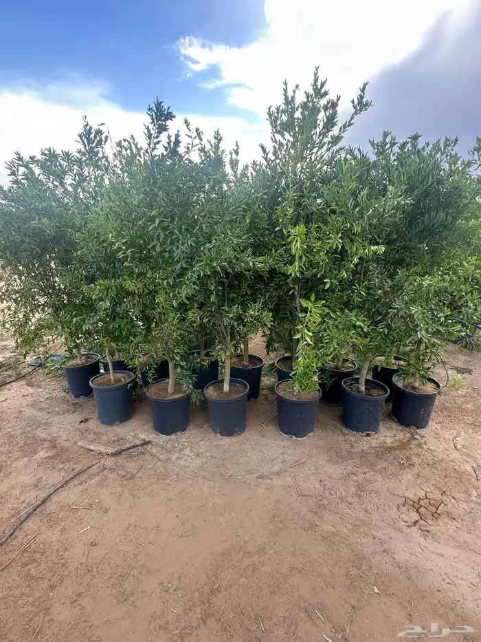 اشجار حمضيات بجميع اصنافها واحجامها   نجران 7