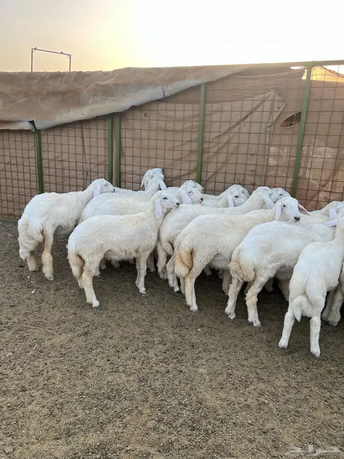 طليان ورخال للبيع 0