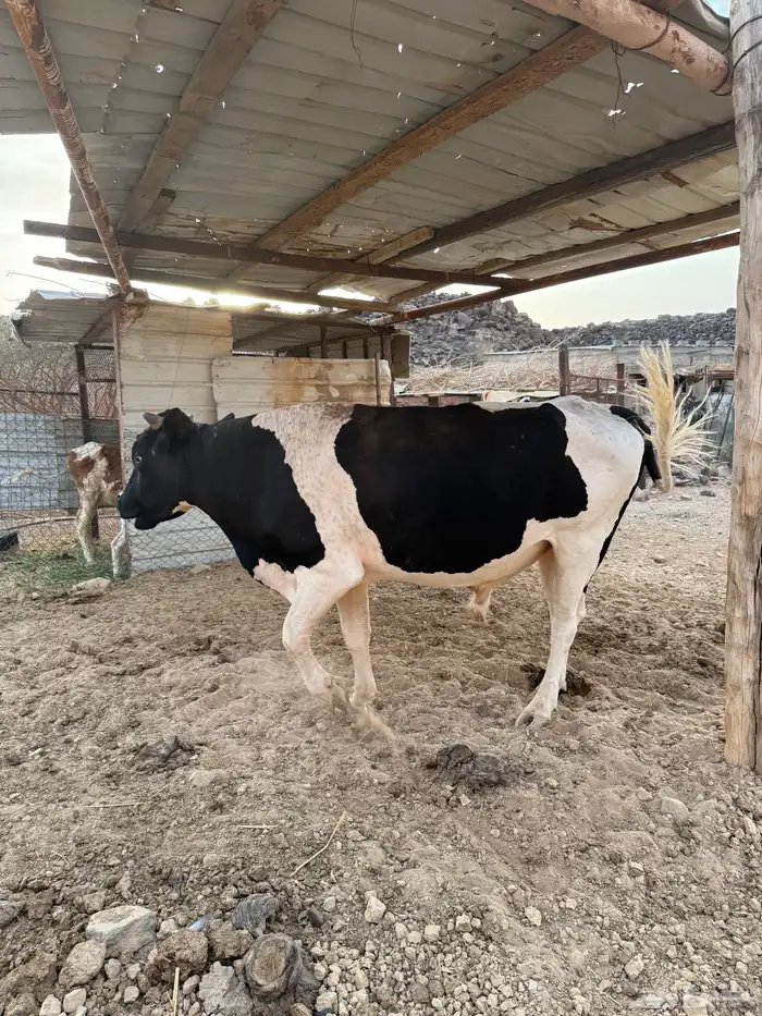 بقر هولندي للبيع 1
