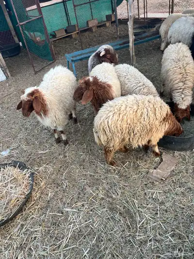 جذعات عدد خمس وطليان عدد ست 5