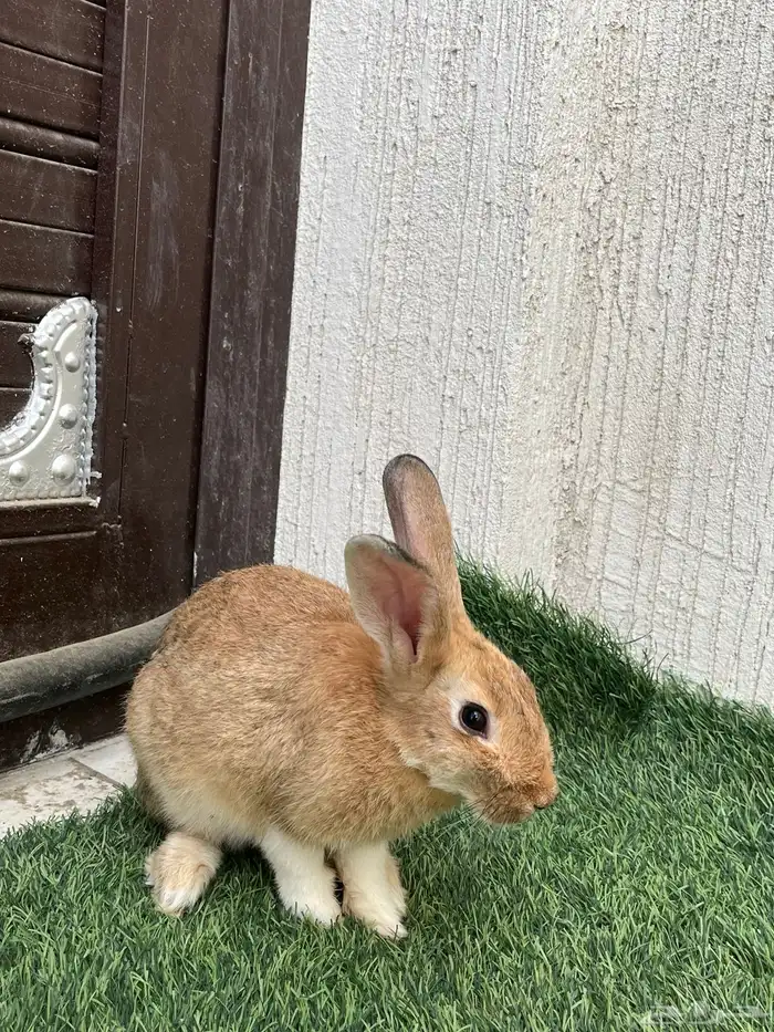 ارنب إيطالي للبيع 3