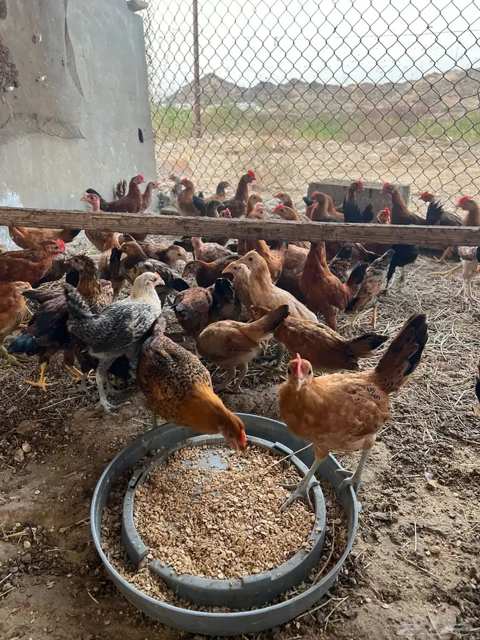 دجاج بلدي عمر شهرين 2