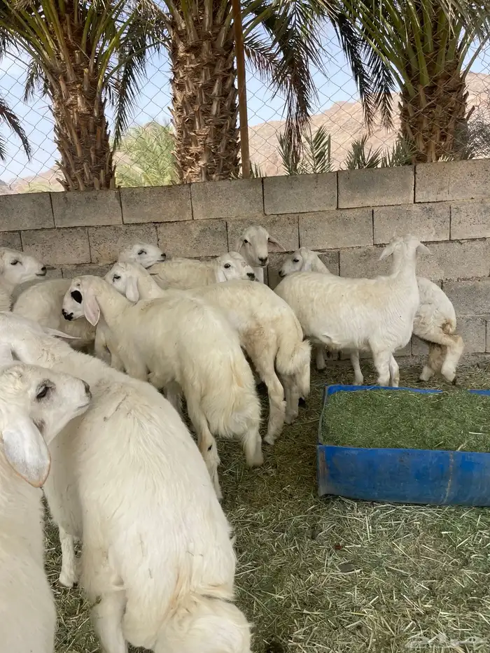 10 خرفان كفوو عمارها من 5 شهور 3