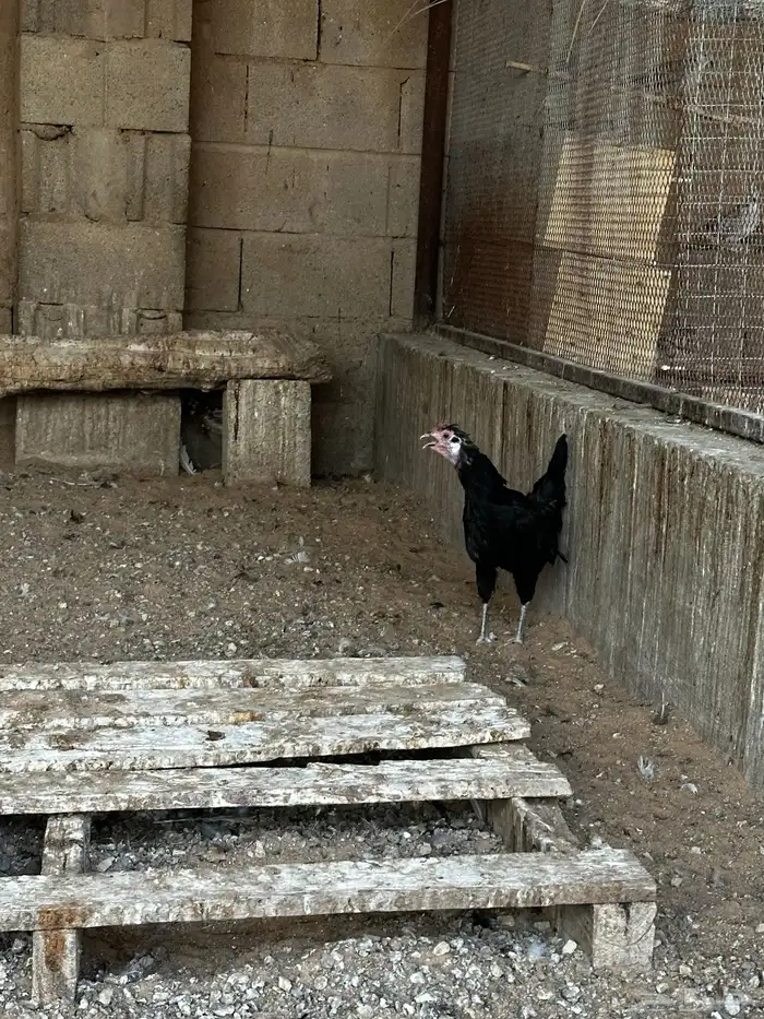 دجاج 5