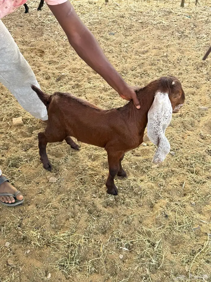 للبيع فحل صنف هولندي مشروط 4