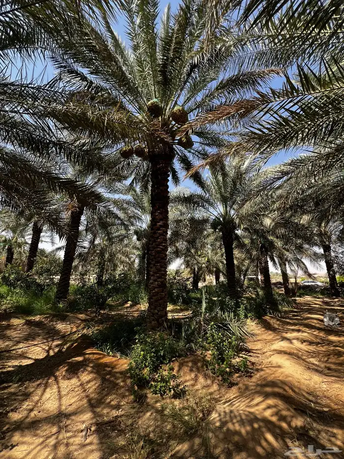جثيث نخل شيشي صقعي برحي صفري برحي وغيرها 6