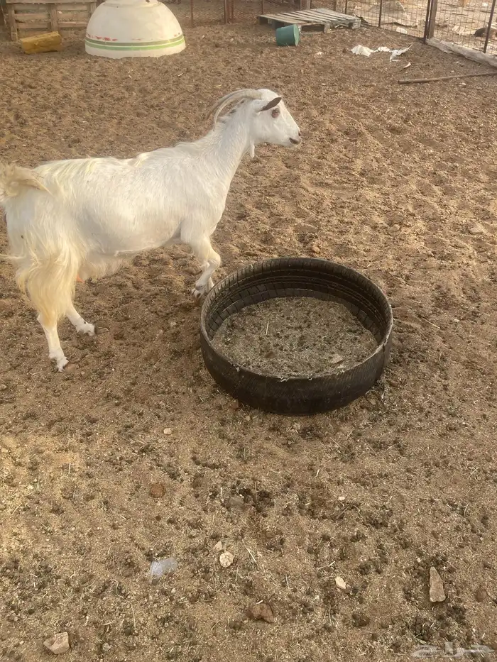 عنزشحم السن جامع 10