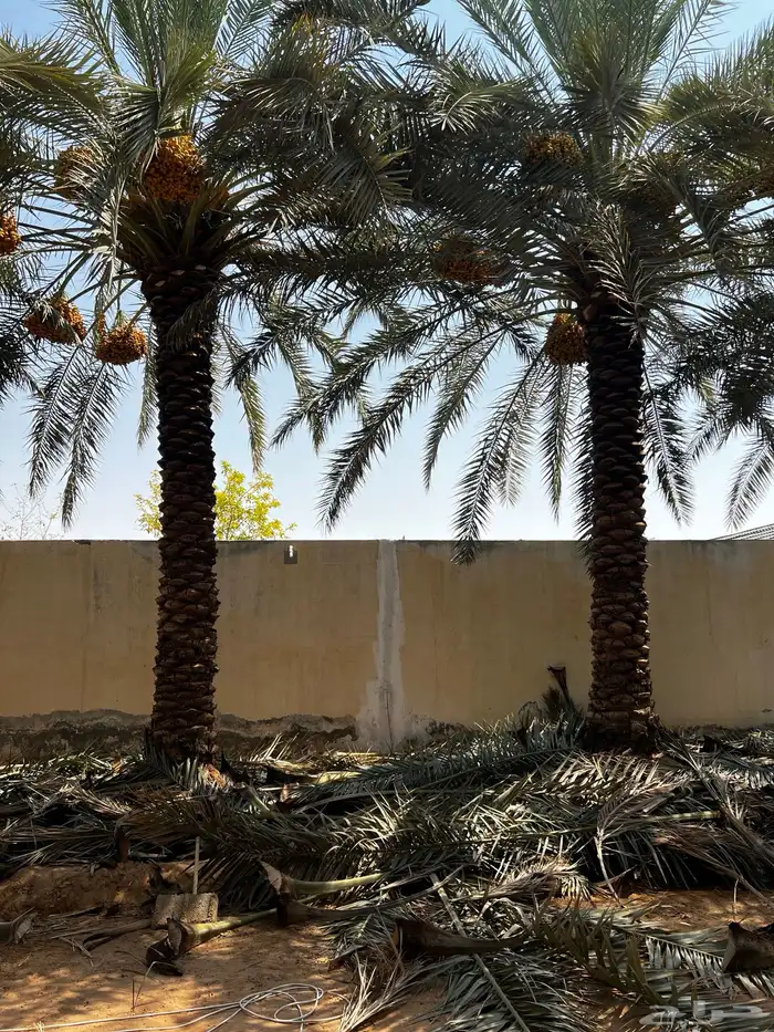جثيث نخل شيشي صقعي برحي صفري برحي وغيرها 0