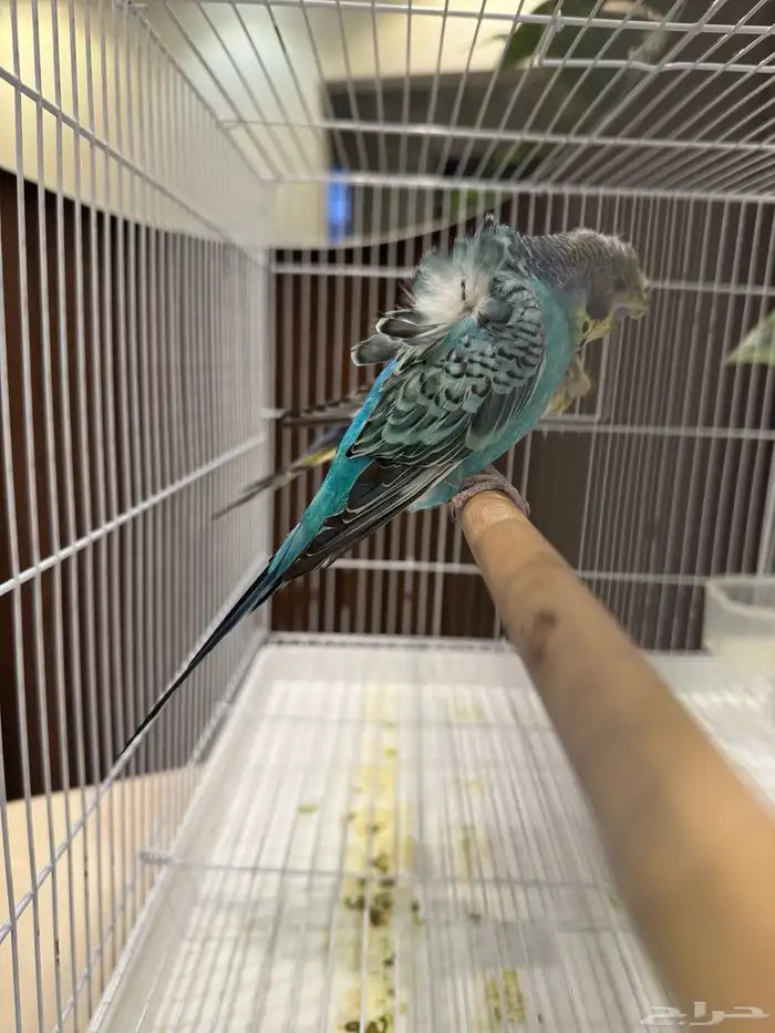 جوزين و ذكور 17