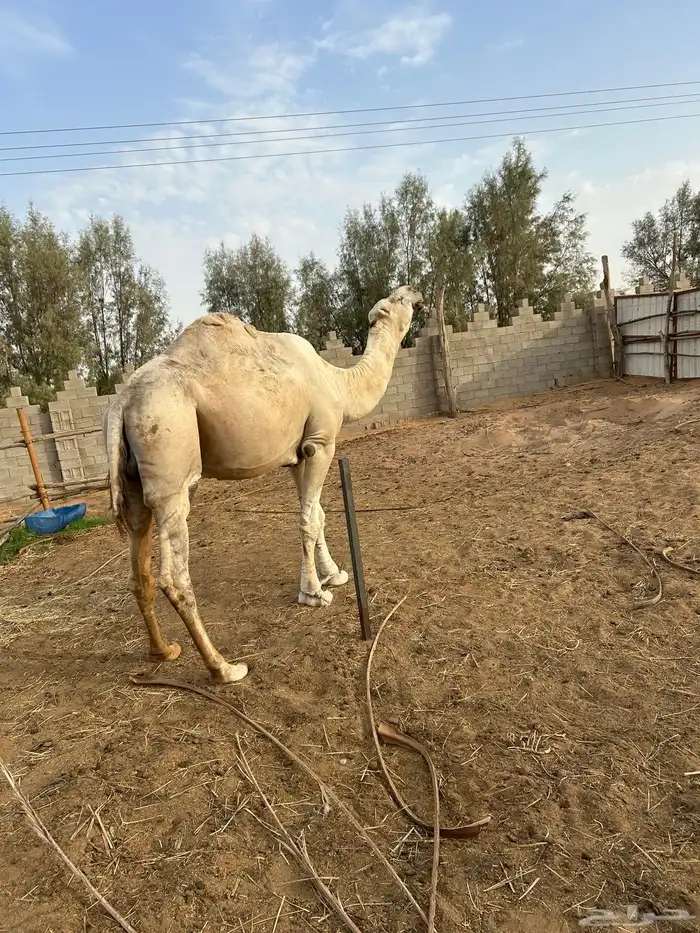 جمل للبيع 4
