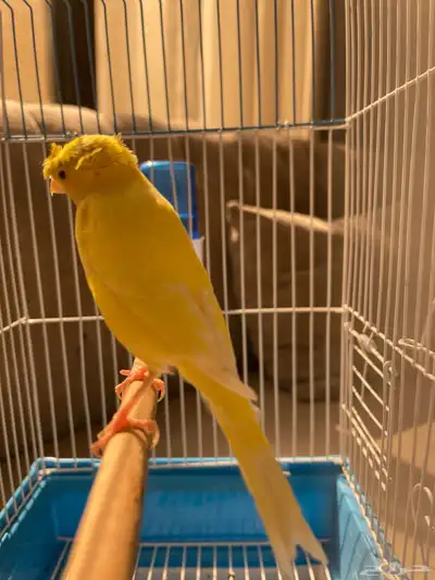 للبيع. كناري. سوري. حبتين تغريد. 9
