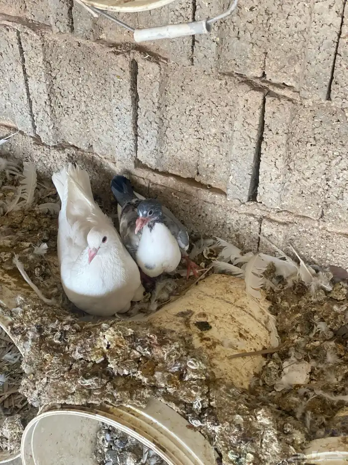 فراخ فرنسي و زاجل كريم وعادي 15
