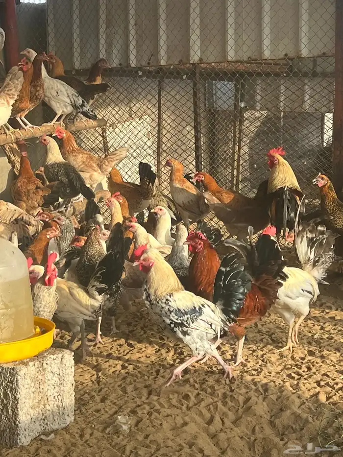 دجاج بياض 1