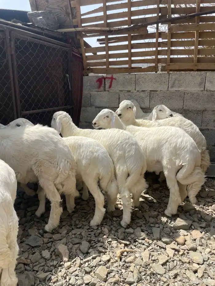 10 خرفان كفوو عمارها من 5 شهور 0