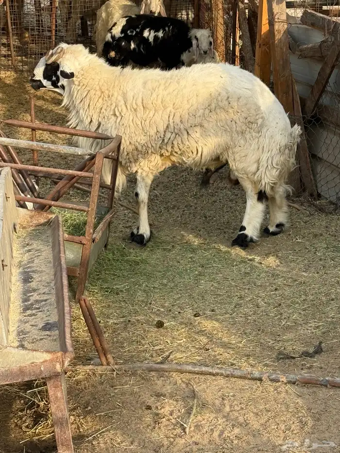 خروف فحل ينسف للبيع 2