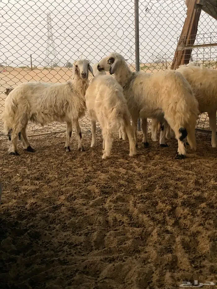 ذبايح حري كفو خرفان 2