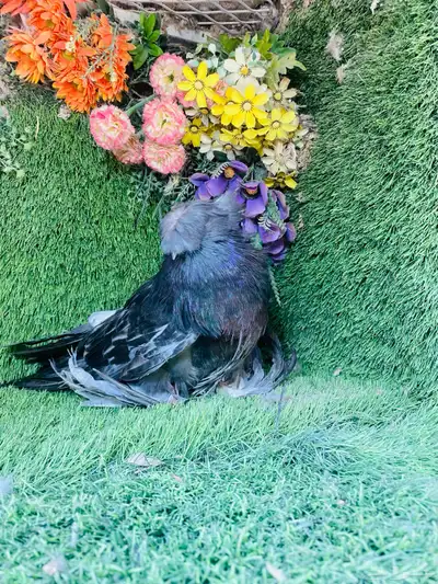 للبيع طبه بخاره 0