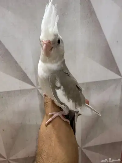 كروانات اليفه جداا 1