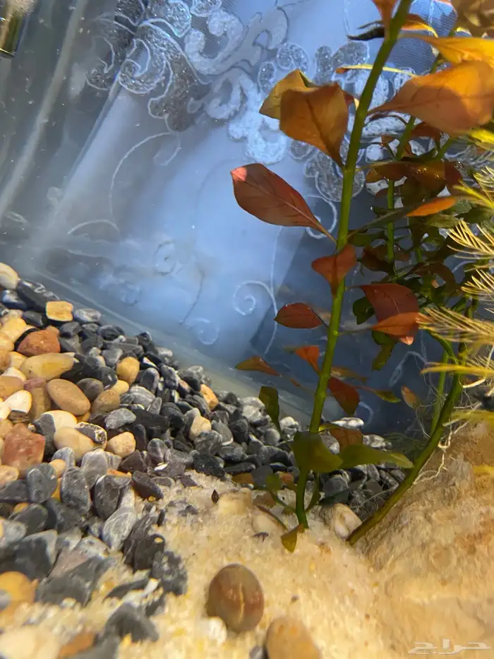 حوض سمك شريمب 6