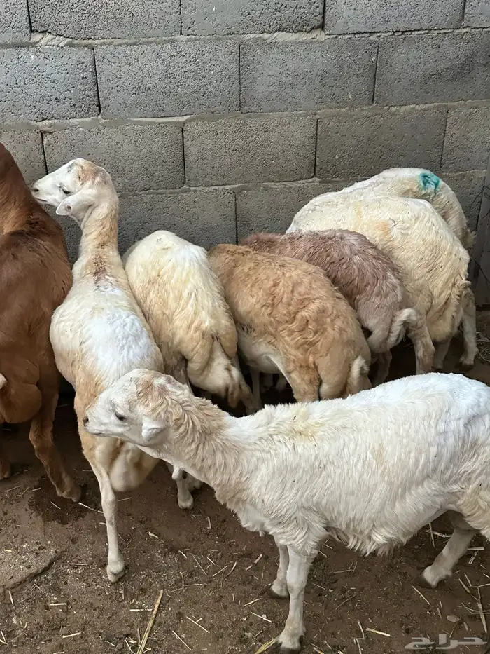 رفيد عمر 4 شهور 3