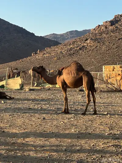 ناقه حايل طيبه 1