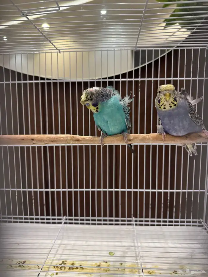 جوزين و ذكور 15