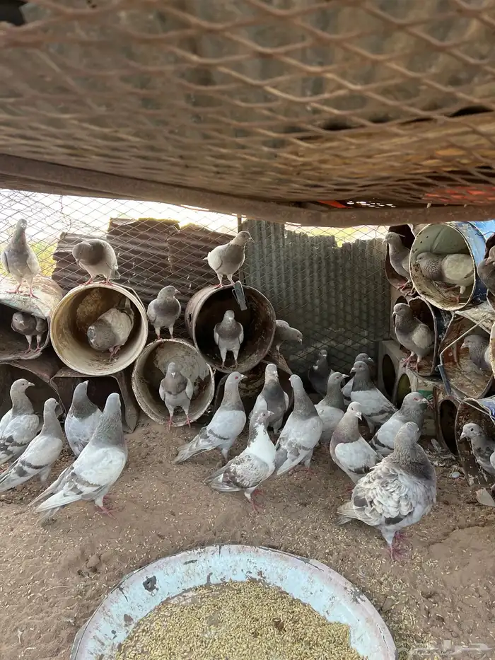 حمام فرنسي 0