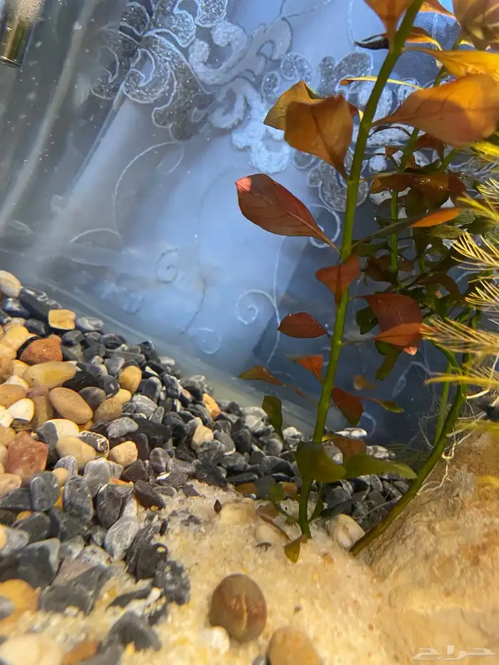 حوض سمك شريمب 5