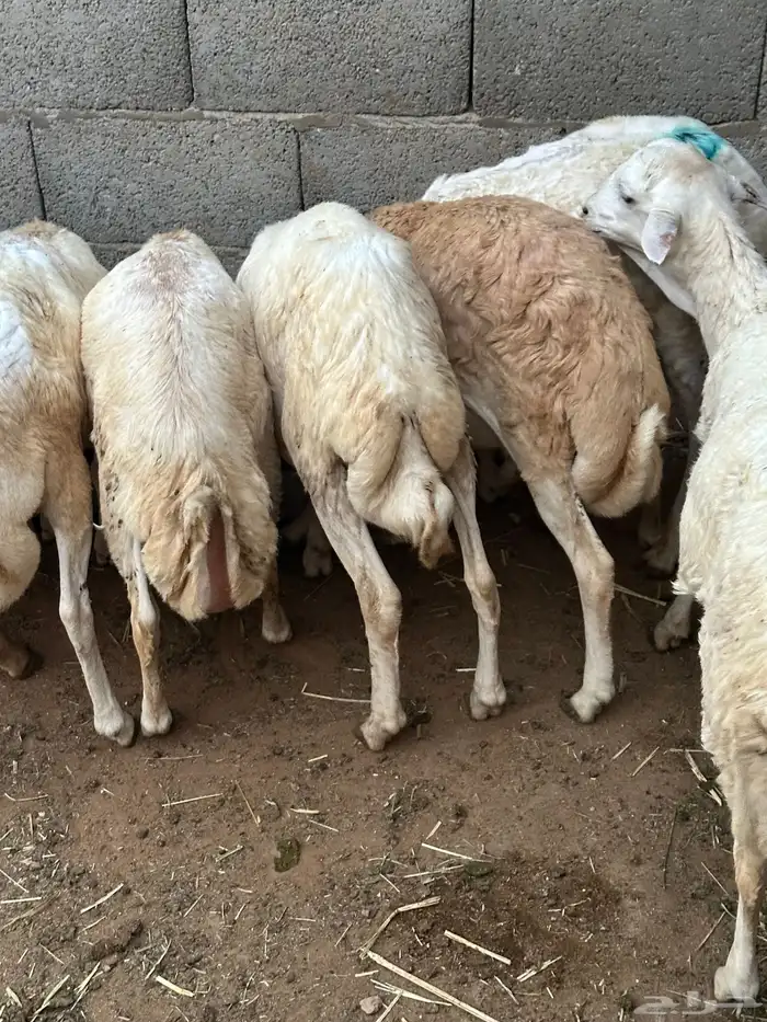 رفيد عمر 4 شهور 14