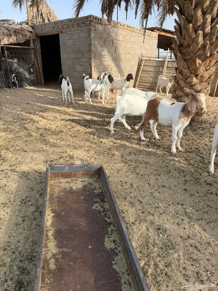 جفرات بورقت وهجين بورقت تم البيع 3