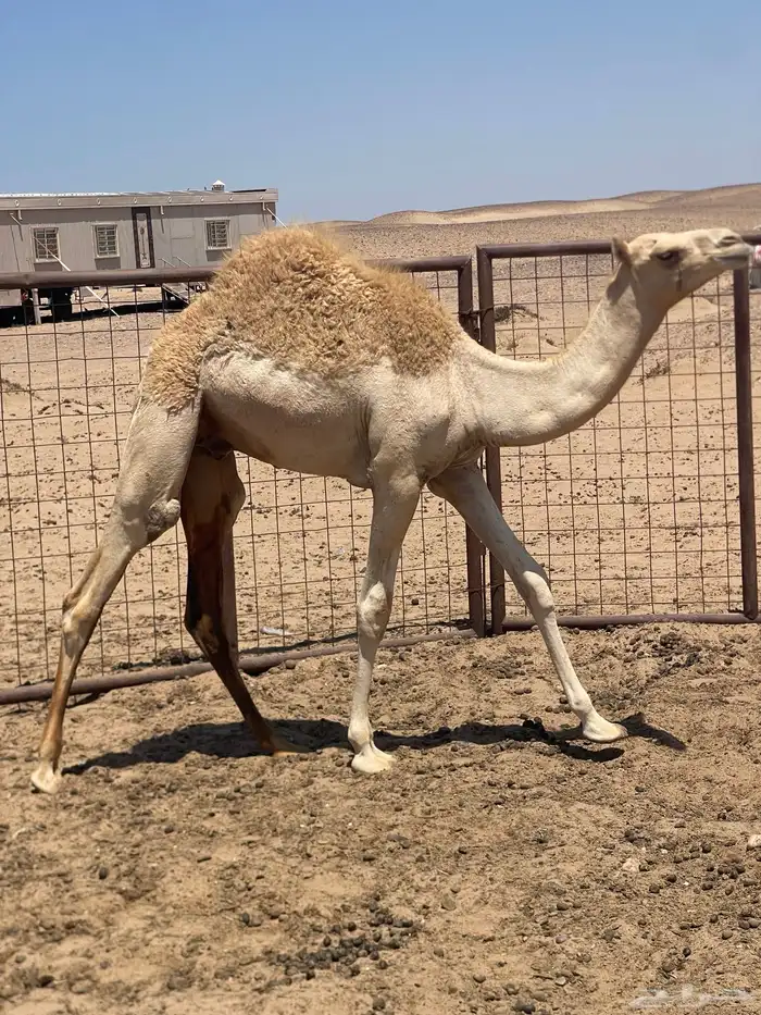 للبيع قعود 0