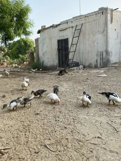 بط بلدي 0
