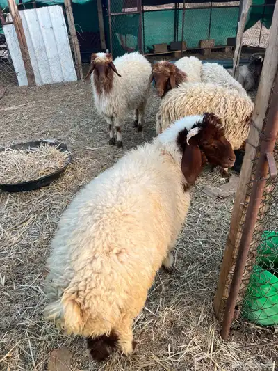 جذعات عدد خمس وطليان عدد ست 6