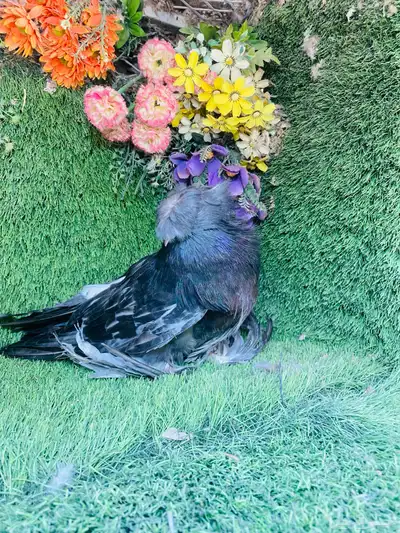 للبيع طبه بخاره 1