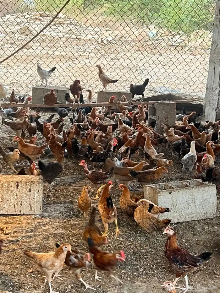 دجاج بلدي عمر شهرين 1