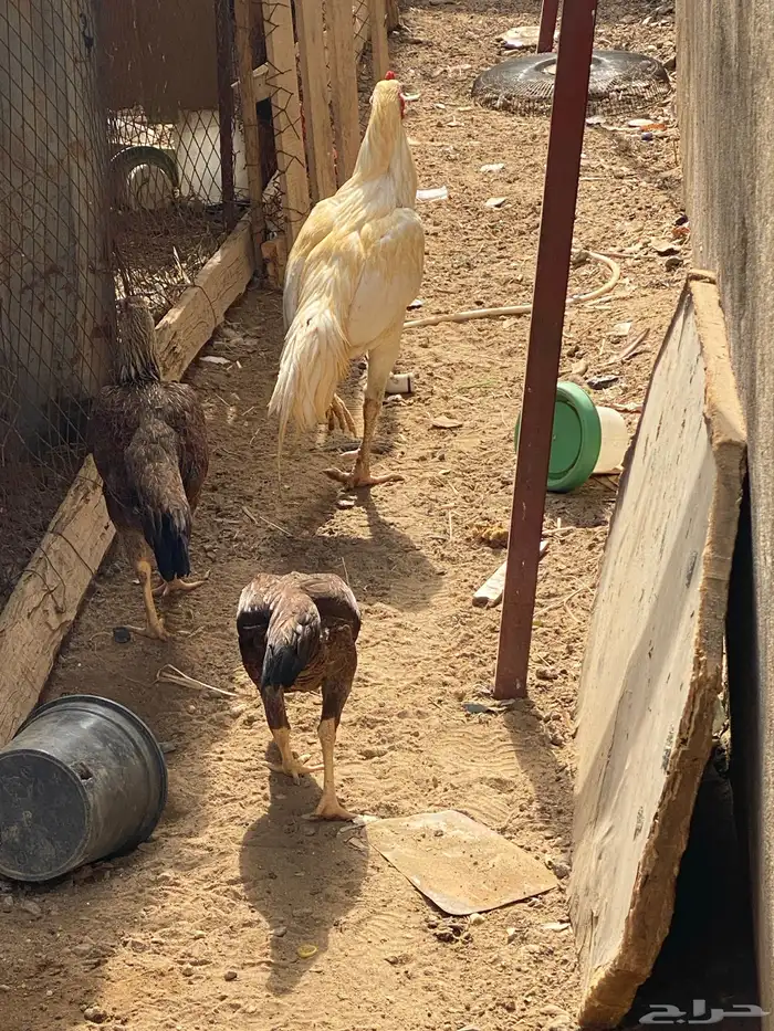 طقم سندي للبيع 2