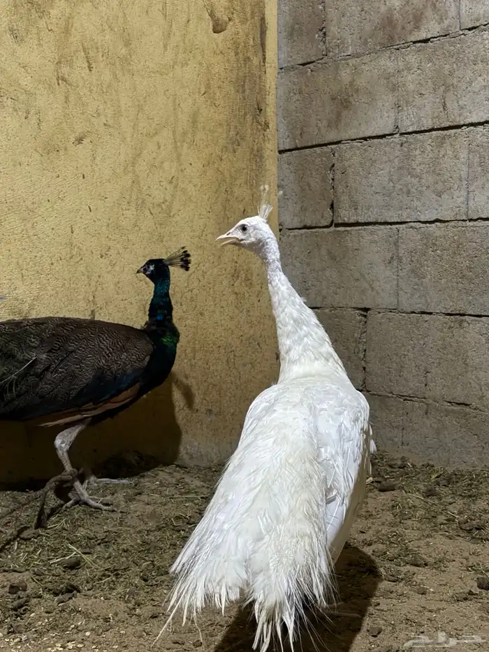 طااوس ذكور 1